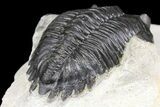 Detailed Hollardops Trilobite - Visible Eye Facets #154197-4